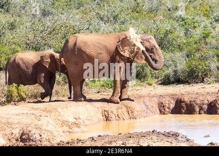 Afrikanischer Elefant (Loxodonta africana) Abkühlung an einem Wasserloch, das Wasser spritzt, Addo Elephant National Park, Eastern Cape, Südafrika Stockfoto