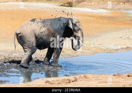 African Elephant (Loxodonta africana) Genießen Sie ein Schlammbad in Gwarrie Pan, um sich abzukühlen, Addo Elephant National Park Eastern Cape, Südafrika Stockfoto