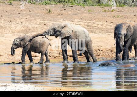 African Elephant (Loxodonta africana) zwei Bullen halten ein Auge auf zwei junge Kälber in Gwarrie Pan Waterhole, Addo Elephant National Park, Eastern Cap Stockfoto