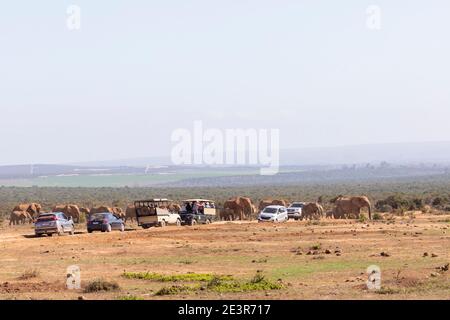 Gruppe von touristischen Fahrzeugen, die eine bewegliche Herde von afrikanischen Elefanten (Loxodonta africana) Addo Elephant National Park, Eastern Cape, Südafrika in einem Stockfoto