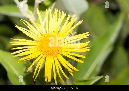 Echter Alant (Inula Helenium) Stockfoto