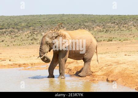 Afrikanischer Elefant (Loxodonta africana), der sich an einem heißen Tag mit Wasser spritzt, Addo Elephant National Park, Eastern Cape, Südafrika Stockfoto