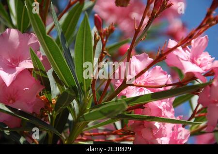 Oleanderpflanze aus nächster Nähe mit Rosenblüten und grünen Blättern Und blauer Himmel oben im Sommer in Italien Stockfoto