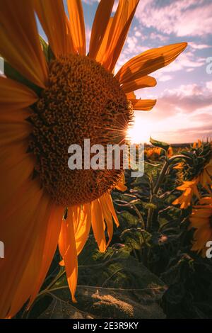 Sommersonnenblumenfeld bei Sonnenuntergang, Tschechische Republik Stockfoto