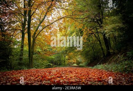 Herbstfarben im Queen Elizabeth Country Park in Hampshire Stockfoto