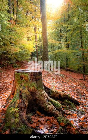 Herbstfarben im Queen Elizabeth Country Park in Hampshire Stockfoto