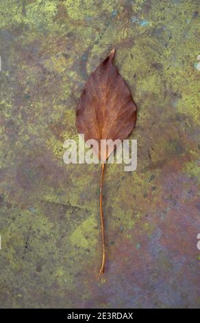 Einzelnes herbstliches goldbraunes Blatt der Efeu- oder Hedera-Helix Liegen auf beschmutztem Messing Stockfoto