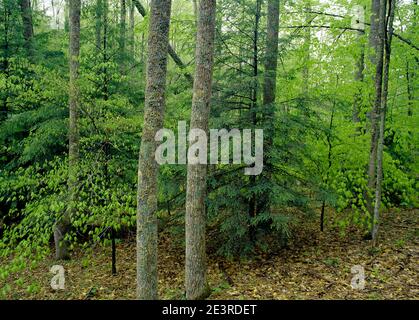 Spring Forest of Northern Hardwoods Bäume im New River Gorge National Park and Preserve, West Virginia Stockfoto