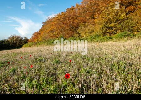 Wendover Dean, Aylesbury Vale, Buckinghamshire, Großbritannien. Oktober 2020. Wunderschöne Teile der Chilterns Landschaft werden für immer verschwinden, da HS2 Ltd eine riesige Narbe über die Chilterns schnitzen, die ein Gebiet von herausragender natürlicher Schönheit ist. Die umstrittene Hochgeschwindigkeitsbahn von London nach Birmingham bedeutet, dass Ackerland, Häuser, Wälder und Lebensräume von Wildtieren durch HS2 zerstört werden, was für die lokalen Gemeinschaften und Umweltschützer große Aufregung verursacht. Quelle: Maureen McLean/Alamy Stockfoto