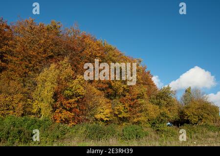 Wendover Dean, Aylesbury Vale, Buckinghamshire, Großbritannien. Oktober 2020. Wunderschöne Teile der Chilterns Landschaft werden für immer verschwinden, da HS2 Ltd eine riesige Narbe über die Chilterns schnitzen, die ein Gebiet von herausragender natürlicher Schönheit ist. Die umstrittene Hochgeschwindigkeitsbahn von London nach Birmingham bedeutet, dass Ackerland, Häuser, Wälder und Lebensräume von Wildtieren durch HS2 zerstört werden, was für die lokalen Gemeinschaften und Umweltschützer große Aufregung verursacht. Quelle: Maureen McLean/Alamy Stockfoto