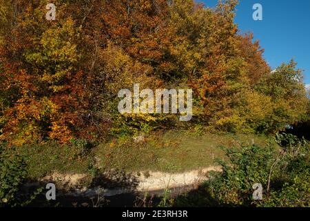 Wendover Dean, Aylesbury Vale, Buckinghamshire, Großbritannien. Oktober 2020. Wunderschöne Teile der Chilterns Landschaft werden für immer verschwinden, da HS2 Ltd eine riesige Narbe über die Chilterns schnitzen, die ein Gebiet von herausragender natürlicher Schönheit ist. Die umstrittene Hochgeschwindigkeitsbahn von London nach Birmingham bedeutet, dass Ackerland, Häuser, Wälder und Lebensräume von Wildtieren durch HS2 zerstört werden, was für die lokalen Gemeinschaften und Umweltschützer große Aufregung verursacht. Quelle: Maureen McLean/Alamy Stockfoto