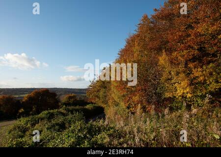 Wendover Dean, Aylesbury Vale, Buckinghamshire, Großbritannien. Oktober 2020. Wunderschöne Teile der Chilterns Landschaft werden für immer verschwinden, da HS2 Ltd eine riesige Narbe über die Chilterns schnitzen, die ein Gebiet von herausragender natürlicher Schönheit ist. Die umstrittene Hochgeschwindigkeitsbahn von London nach Birmingham bedeutet, dass Ackerland, Häuser, Wälder und Lebensräume von Wildtieren durch HS2 zerstört werden, was für die lokalen Gemeinschaften und Umweltschützer große Aufregung verursacht. Quelle: Maureen McLean/Alamy Stockfoto