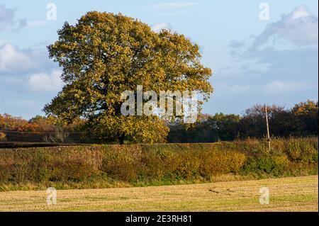 Wendover Dean, Aylesbury Vale, Buckinghamshire, Großbritannien. Oktober 2020. Wunderschöne Teile der Chilterns Landschaft werden für immer verschwinden, da HS2 Ltd eine riesige Narbe über die Chilterns schnitzen, die ein Gebiet von herausragender natürlicher Schönheit ist. Die umstrittene Hochgeschwindigkeitsbahn von London nach Birmingham bedeutet, dass Ackerland, Häuser, Wälder und Lebensräume von Wildtieren durch HS2 zerstört werden, was für die lokalen Gemeinschaften und Umweltschützer große Aufregung verursacht. Quelle: Maureen McLean/Alamy Stockfoto