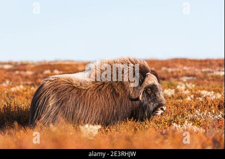 Moschusochse auf dem Berg, Norwegen. Stockfoto