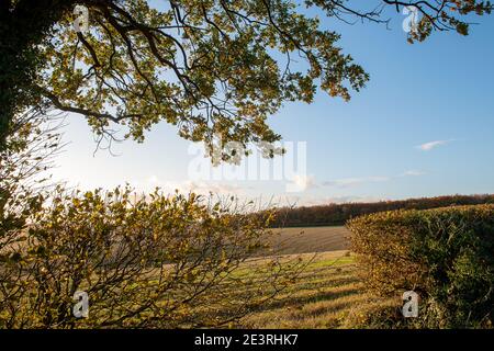 Wendover Dean, Aylesbury Vale, Buckinghamshire, Großbritannien. Oktober 2020. Wunderschöne Teile der Chilterns Landschaft werden für immer verschwinden, da HS2 Ltd eine riesige Narbe über die Chilterns schnitzen, die ein Gebiet von herausragender natürlicher Schönheit ist. Die umstrittene Hochgeschwindigkeitsbahn von London nach Birmingham bedeutet, dass Ackerland, Häuser, Wälder und Lebensräume von Wildtieren durch HS2 zerstört werden, was für die lokalen Gemeinschaften und Umweltschützer große Aufregung verursacht. Quelle: Maureen McLean/Alamy Stockfoto