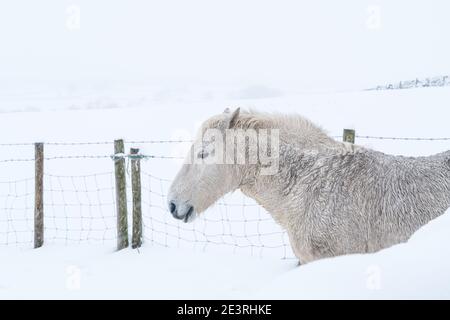 Ein weißes Pferd versteckt sich hinter einer Mauer, während ein Schneesturm die verschneite Landschaft am Ufer des Yeadon an einem bitterkalten Wintertag umhüllt. Stockfoto