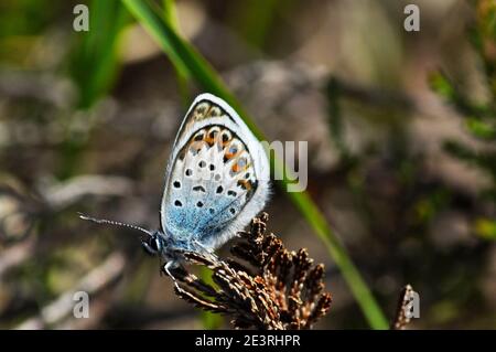 Blue Butterfly's, 'Plebeius argus', auf Samen im New Forest, Hampshire, in Silber. Stockfoto