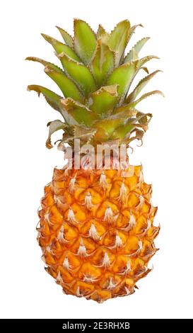 Mini Ananas Pfad isoliert auf weißem Stockfoto