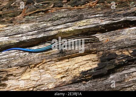 Five-lined Skink (Plestiodon fasciatus), juvenile, E Vereinigte Staaten von A. B. Sheldon/Dembinsky Photo Assoc Stockfoto