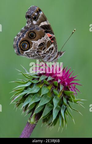 American Painted Lady Butterfly (Vanessa cardui) Fütterung von Blume von nickenden Thistle (Carduus nutans), E USA, von Skip Moody/Dembinsky Photo Assoc Stockfoto