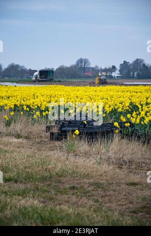 Daffodil Produktion auf den Lincolnshire Fens Stockfoto