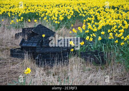 Daffodil Produktion auf den Lincolnshire Fens Stockfoto