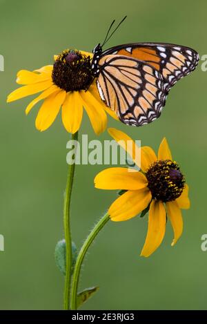 Vizekönig-Schmetterling (Limenitis archippus) füttert an Blüten von Schwarzaugen-Susans (Rudbeckia hirta), E USA, von Skip Moody/Dembinsky Photo Assoc Stockfoto