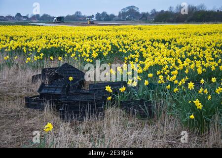 Daffodil Produktion auf den Lincolnshire Fens Stockfoto