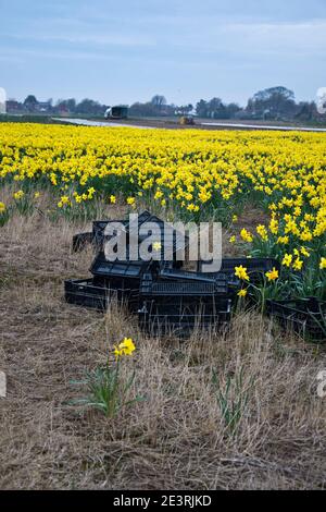 Daffodil Produktion auf den Lincolnshire Fens Stockfoto