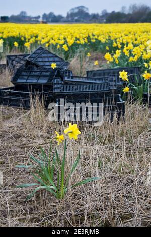 Daffodil Produktion auf den Lincolnshire Fens Stockfoto