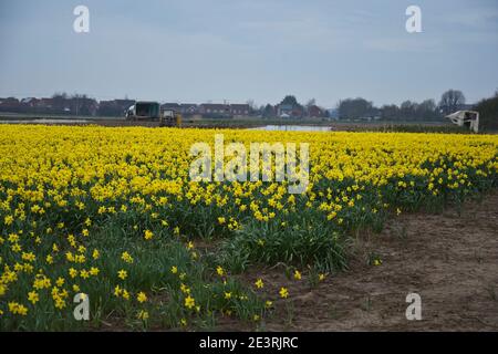 Daffodil Produktion auf den Lincolnshire Fens Stockfoto