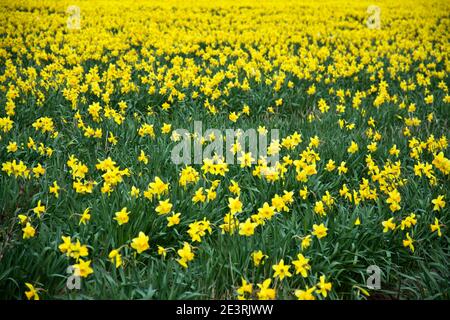 Daffodil Produktion auf den Lincolnshire Fens Stockfoto