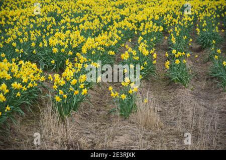 Daffodil Produktion auf den Lincolnshire Fens Stockfoto