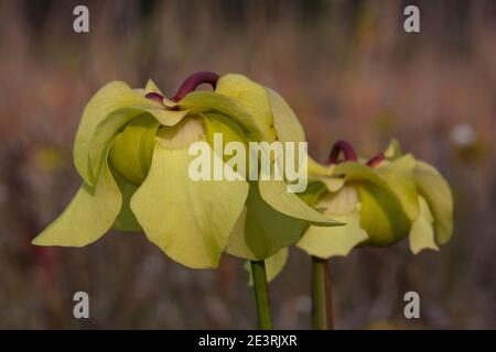 Blumen der Pale Pitcher Plant (Sarracenia alata), Insektenpflanze der Golfküstenebenen, SE USA, von Dembinsky Photo Assoc Stockfoto