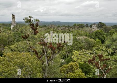 Tikal, Guatemala, Mittelamerika: Maya-Ruinen erheben sich über dem Dschungel im berühmten Tikal Nationalpark, UNESCO-Weltkulturerbe. Stockfoto