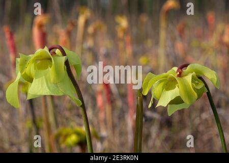 Blumen der Pale Pitcher Plant (Sarracenia alata), Insektenpflanze der Golfküstenebenen, SE USA, von Dembinsky Photo Assoc Stockfoto