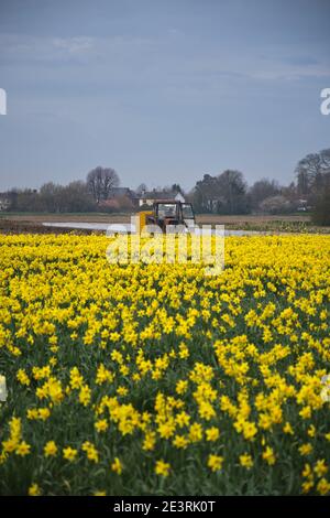 Daffodil Produktion auf den Lincolnshire Fens Stockfoto