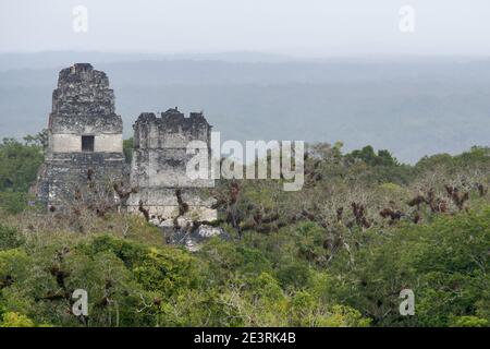 Tikal, Guatemala, Mittelamerika: Maya-Ruinen erheben sich über dem Dschungel im berühmten Tikal Nationalpark, UNESCO-Weltkulturerbe. Stockfoto