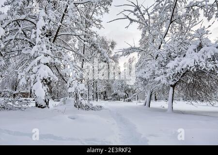 Winter Park im Schnee. Schöne Winterbäume Äste mit viel Schnee. Schneebedeckte Bäume Stockfoto