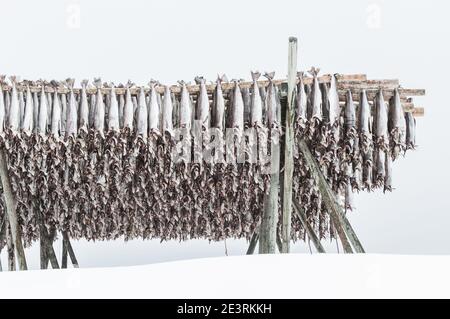 Stockfisch auf Holzregalen im Winter, Norwegen. Stockfoto