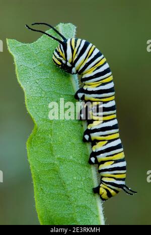 Monarch Butterfly Raupe Eating Common Milkweed Leaf (Danaus plexippus), E USA, von Skip Moody/Dembinsky Photo Assoc Stockfoto
