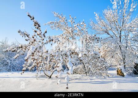Winter Park im Schnee. Schöne Winterbäume Äste mit viel Schnee. Schneebedeckte Bäume Stockfoto
