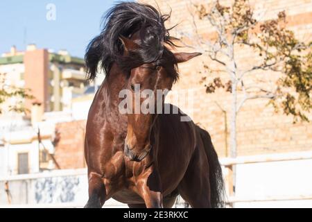 Gesicht Porträt eines jungen Kastanie Lusitano Pferd mit seiner Mähne blasen Stockfoto