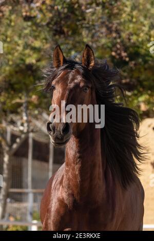 Gesicht Porträt eines jungen Kastanie Lusitano Pferd mit seiner Mähne blasen Stockfoto