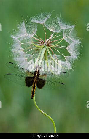 Witwe Skimmer Dragonfly (Libellula luctuosa) ruhender Ziegenbart-Samenkopf, E USA, von Skip Moody/Dembinsky Photo Assoc Stockfoto