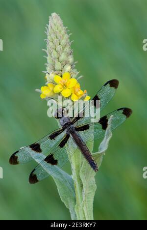 Zwölf-gefleckte Skimmer Libelle (Libellula pulchella) auf gemeiner Mullein (Verbascum thapsus), E USA, von Skip Moody/Dembinsky Photo Assoc Stockfoto