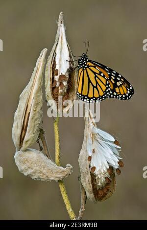 Monarch Butterfly (Danaus plexippus), ruhend auf gereiften Milchkrautsamen (Asclepias syriaca), E USA, von Skip Moody/Dembinsky Photo Assoc Stockfoto