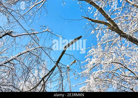 Zerbrochene Äste fielen auf Stromleitungen. Wettereinbruch. Schnee auf elektrischen Drähten in der Stadt. Alte Elektrokabel Stockfoto