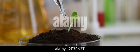 Pipette tropft auf einen grünen Sprossen im Boden Stockfoto