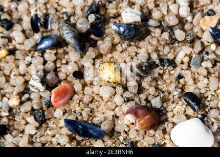 Muscheln am Ufer Stockfoto